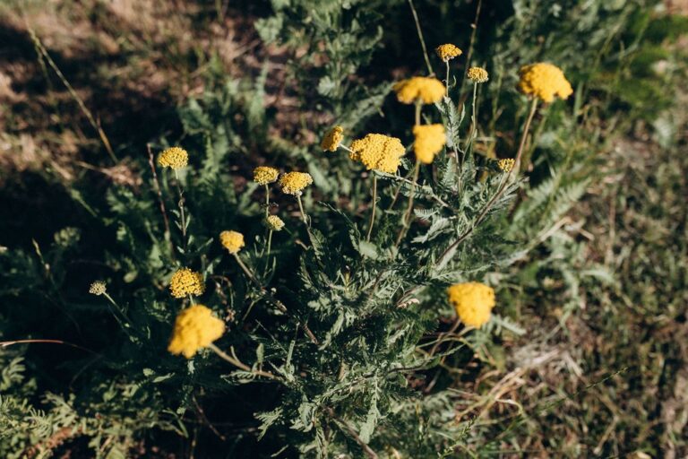 Vivaces et arbustes – Des fleurs durables pour des bouquets de caractère