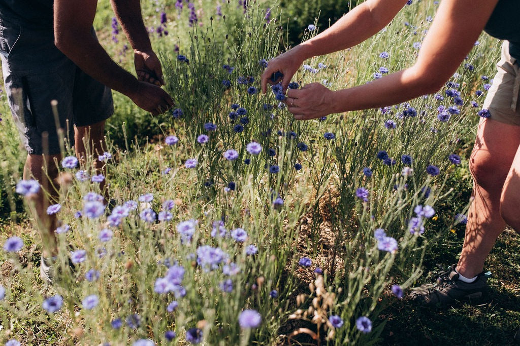 récolte manuelle fleurs