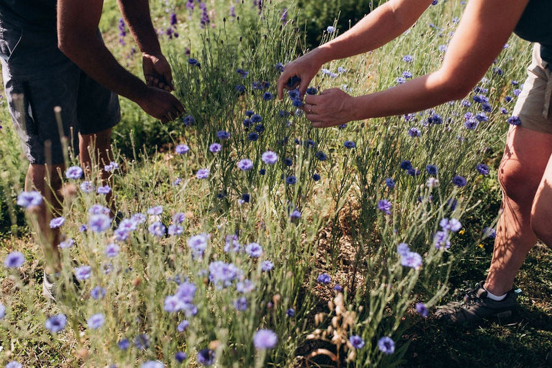 récolte manuelle fleurs