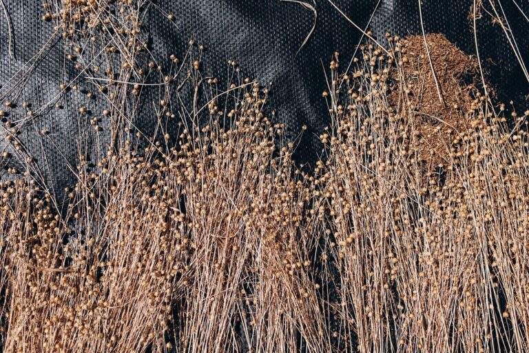 Blanchir nos fleurs séchées au soleil, un geste simple