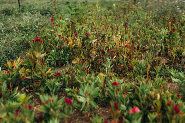 Les annuelles – Couleurs et diversité chaque saison
