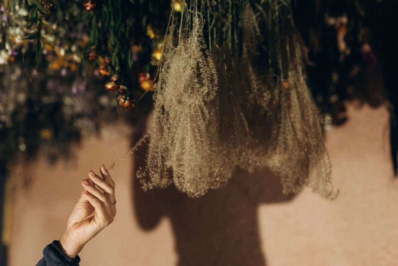 Nos variétés de graminées