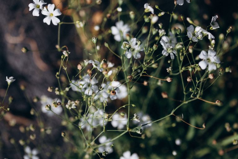 Fleurs séchées bio : qu'est-ce que ça change vraiment ?