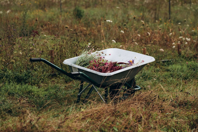 Grossiste fleurs séchées ou producteur ? Pourquoi faire le choix d'un fournisseur local et engagé