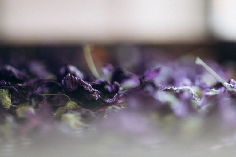 Les aromatiques – Beauté, parfum et simplicité naturelle