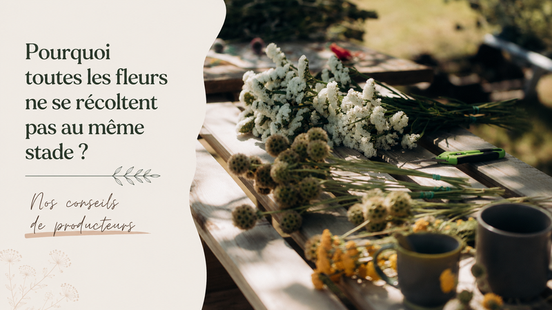 Pourquoi toutes les fleurs ne se récoltent pas au même stade ? Nos conseils de producteurs de fleurs séchées pour réussir le séchage.