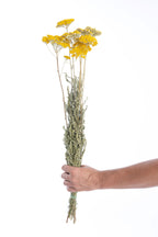 Botte d’achillée jaune séchée tenue à la main montrant la taille réelle des fleurs cultivées et séchées naturellement par Terralya.