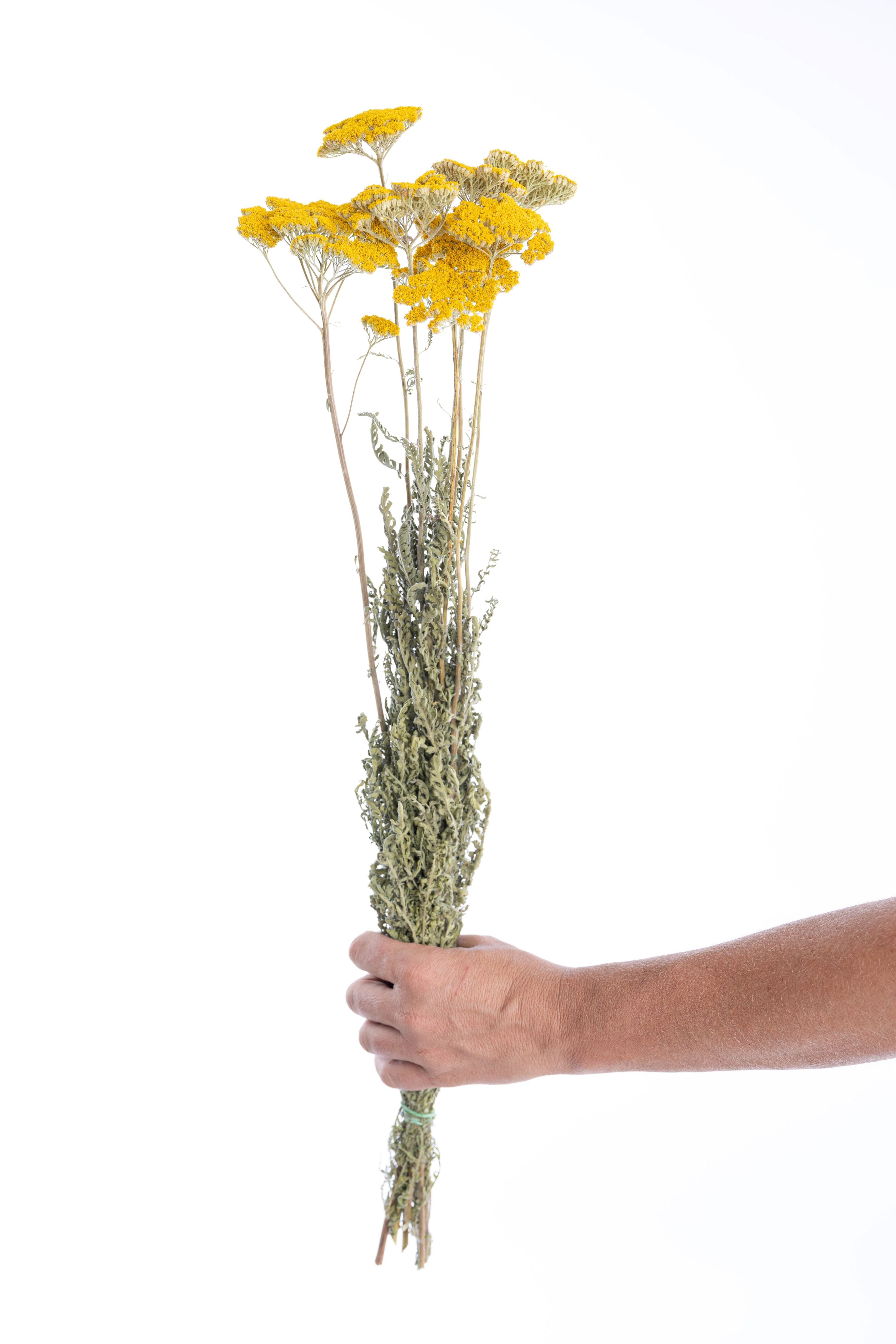 Botte d’achillée jaune séchée tenue à la main montrant la taille réelle des fleurs cultivées et séchées naturellement par Terralya.
