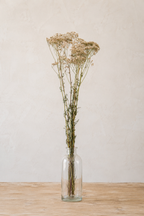 Achillée blanche séchée naturelle bio dans un vase en verre sur table en bois clair, cultivée et séchée à la ferme florale Terralya dans le Gers.