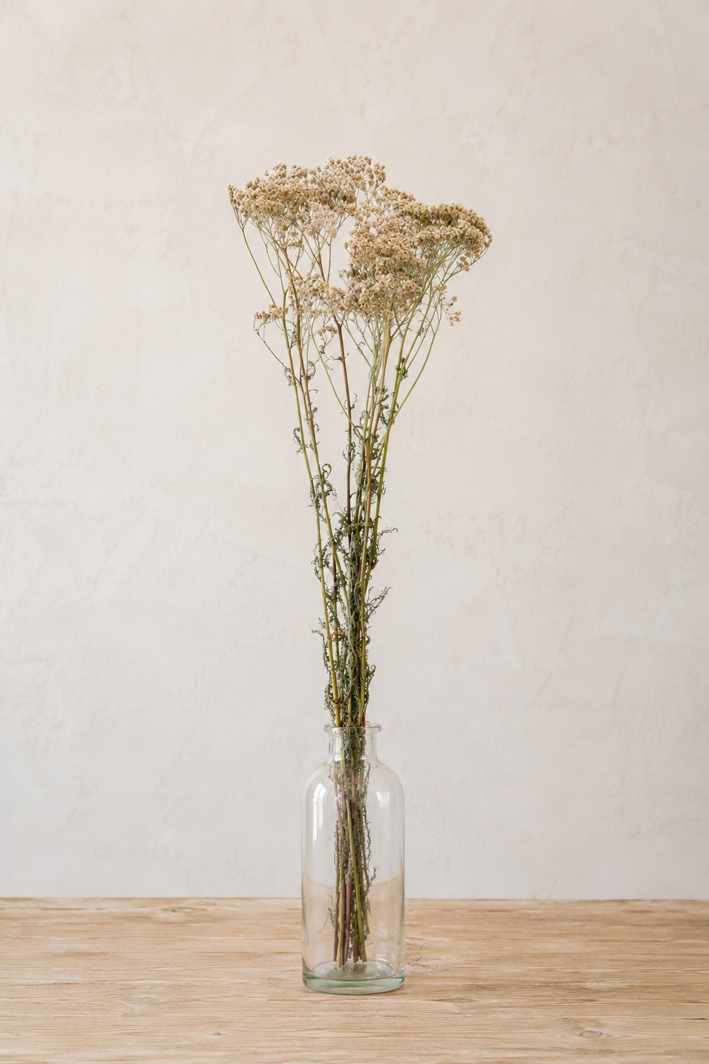 Achillée blanche séchée naturelle bio dans un vase en verre sur table en bois clair, cultivée et séchée à la ferme florale Terralya dans le Gers.