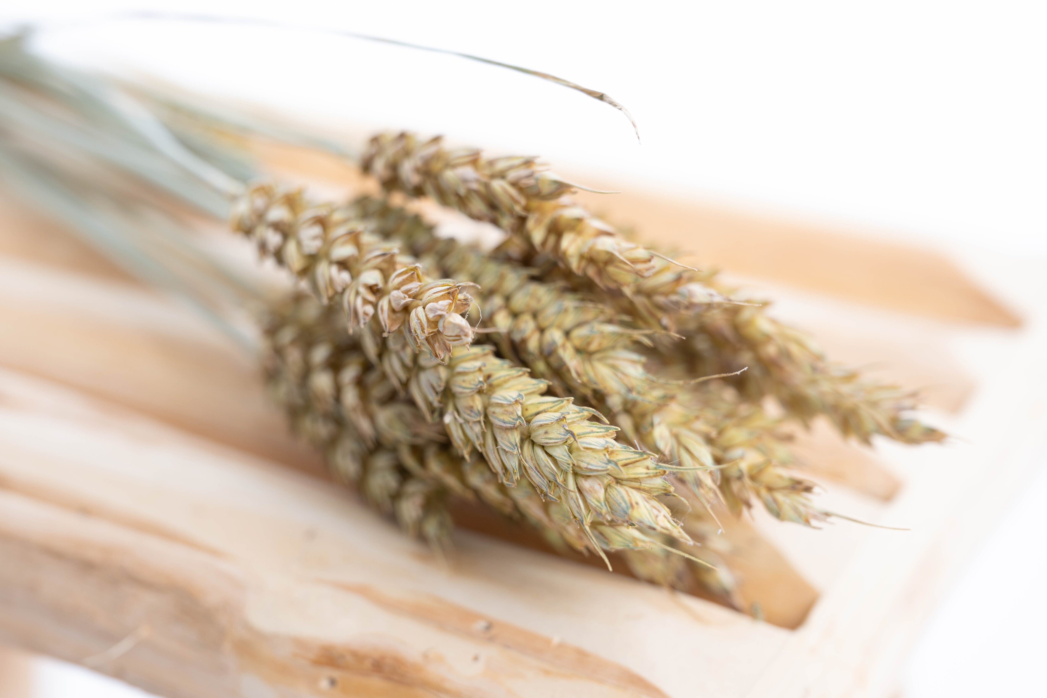 Détail d'une botte de blé sans barbe séché bio – fleur séchée française Terralya