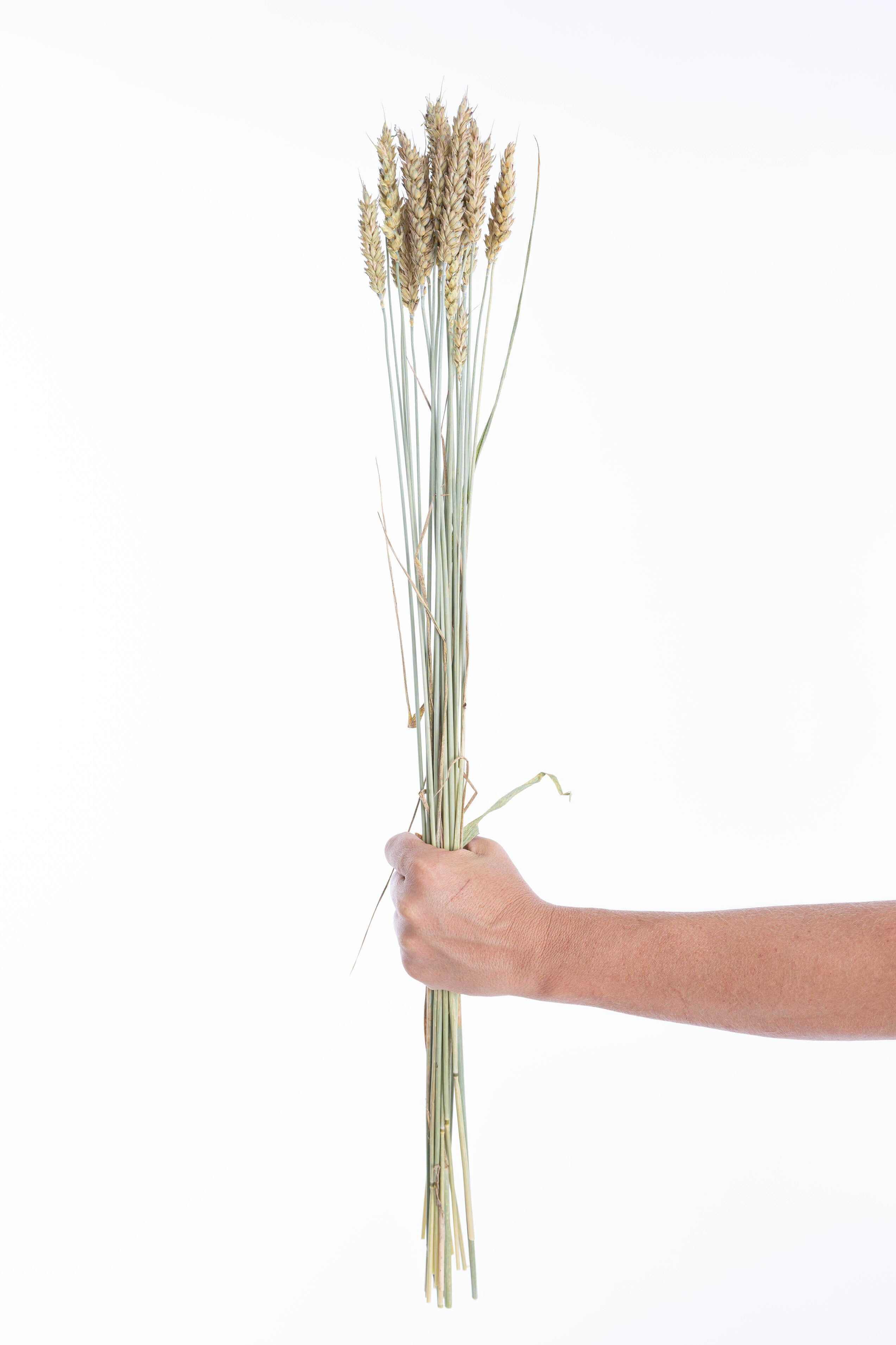 Gros plan sur une botte de blé sans barbe séché bio tenue en main – fleurs séchées françaises Terralya