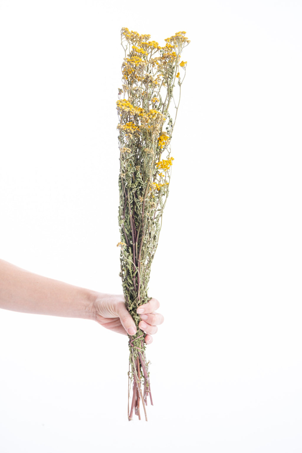 Tanaisie – Fleur séchée naturelle et bio