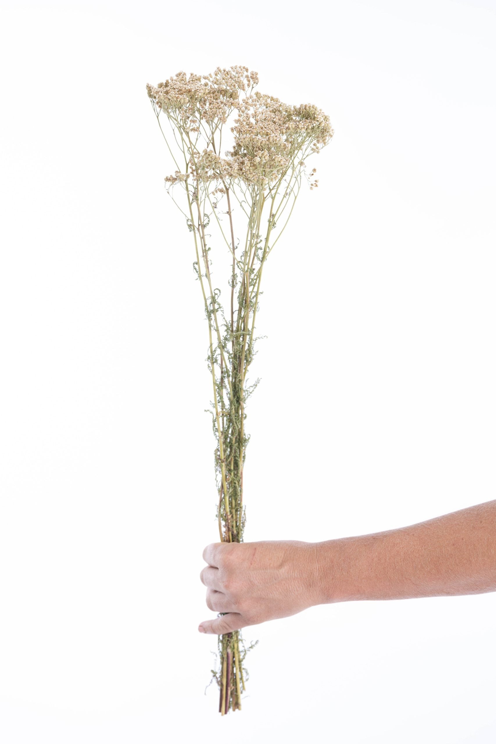 Achillée blanche séchée bio