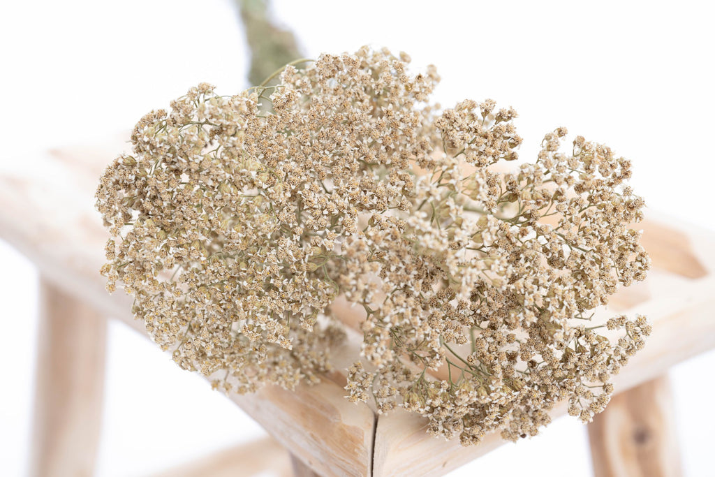 Fleur d’achillée blanche séchée
