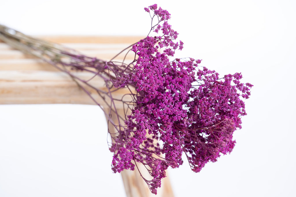 Achillée cyclamen – fleur plate colorée à la ferme
