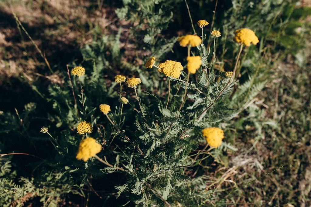 Planche agricole avec achillées jaunes en fleurs