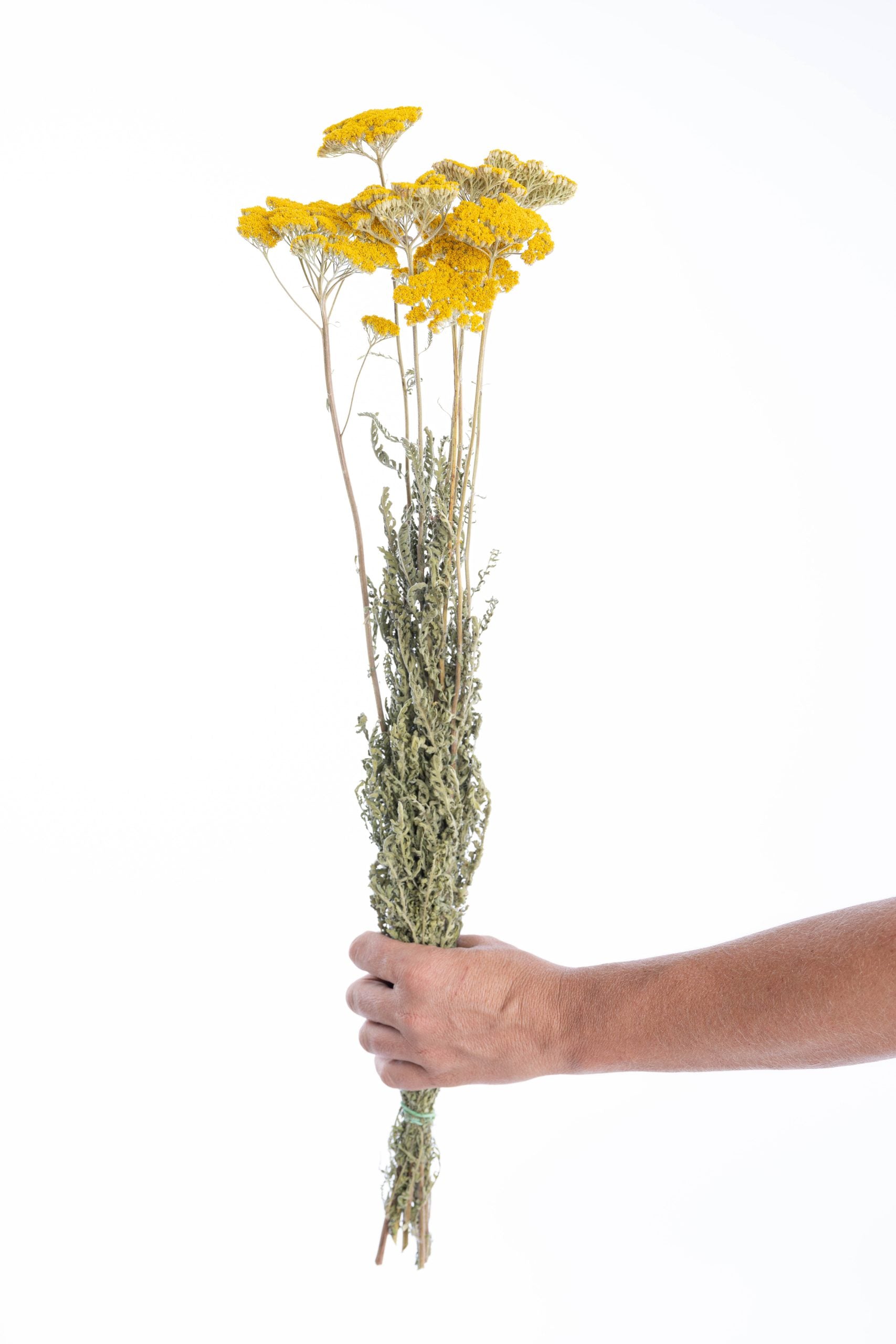 Achillée jaune séchée naturelle en vrac bio