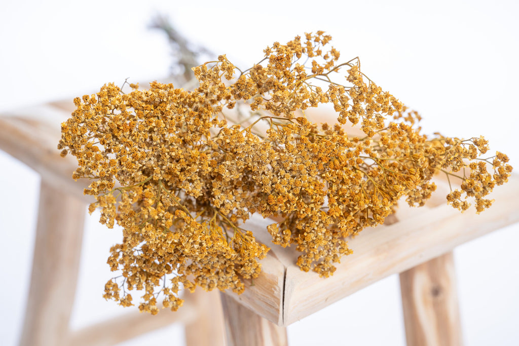 Achillée millefeuille séchée en teinte jaune ocre naturelle