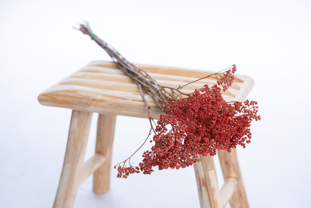 Achillée cultivée localement en rouge vénitien