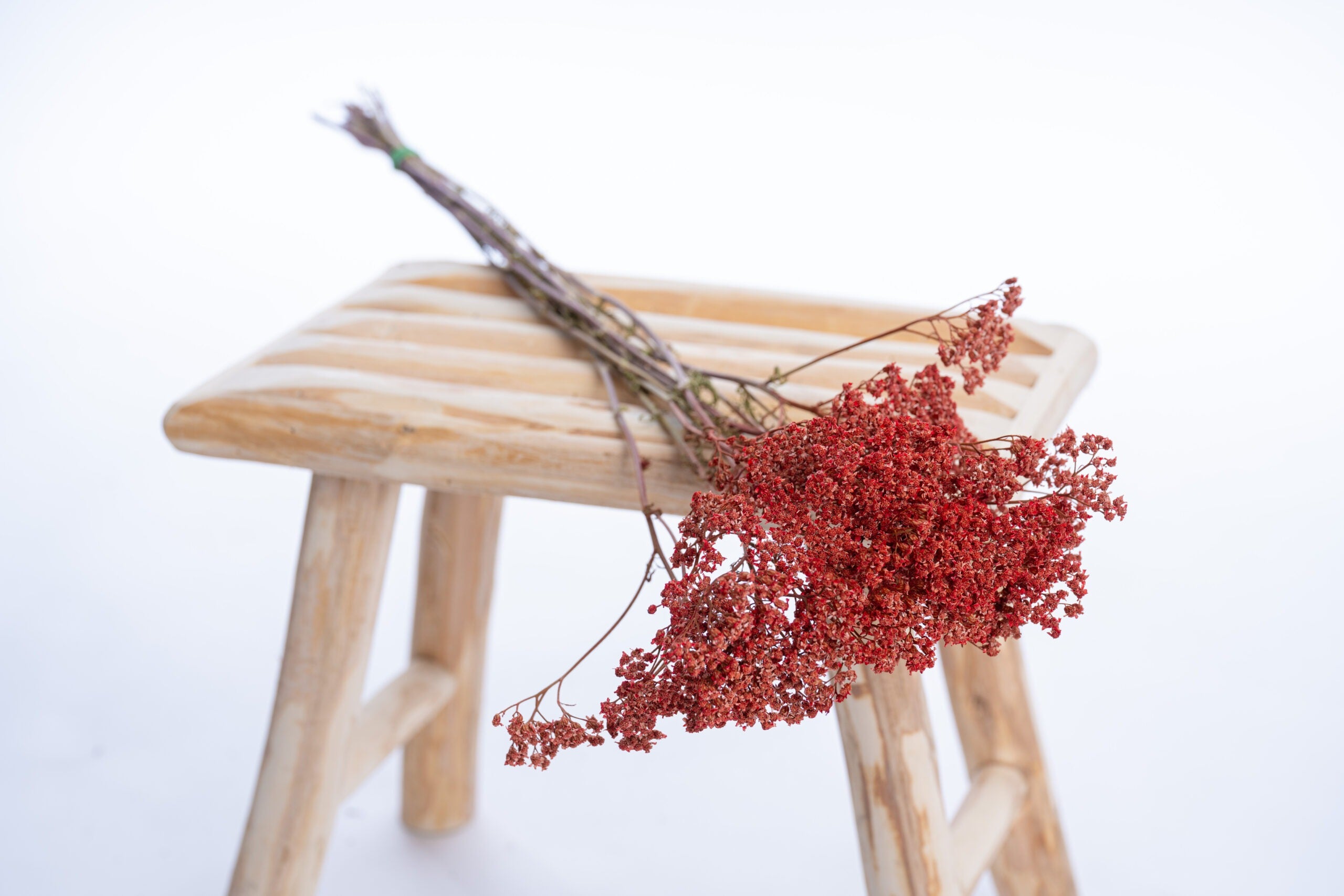 Achillée cultivée localement en rouge vénitien