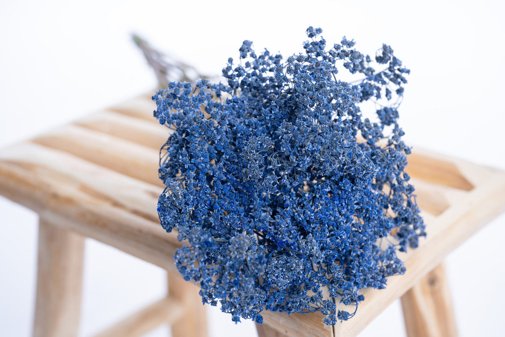 Achillée bleu profond pour créations florales