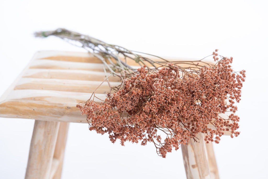 Achillée Terracotta séchée et colorée artisanale de la ferme Terralya