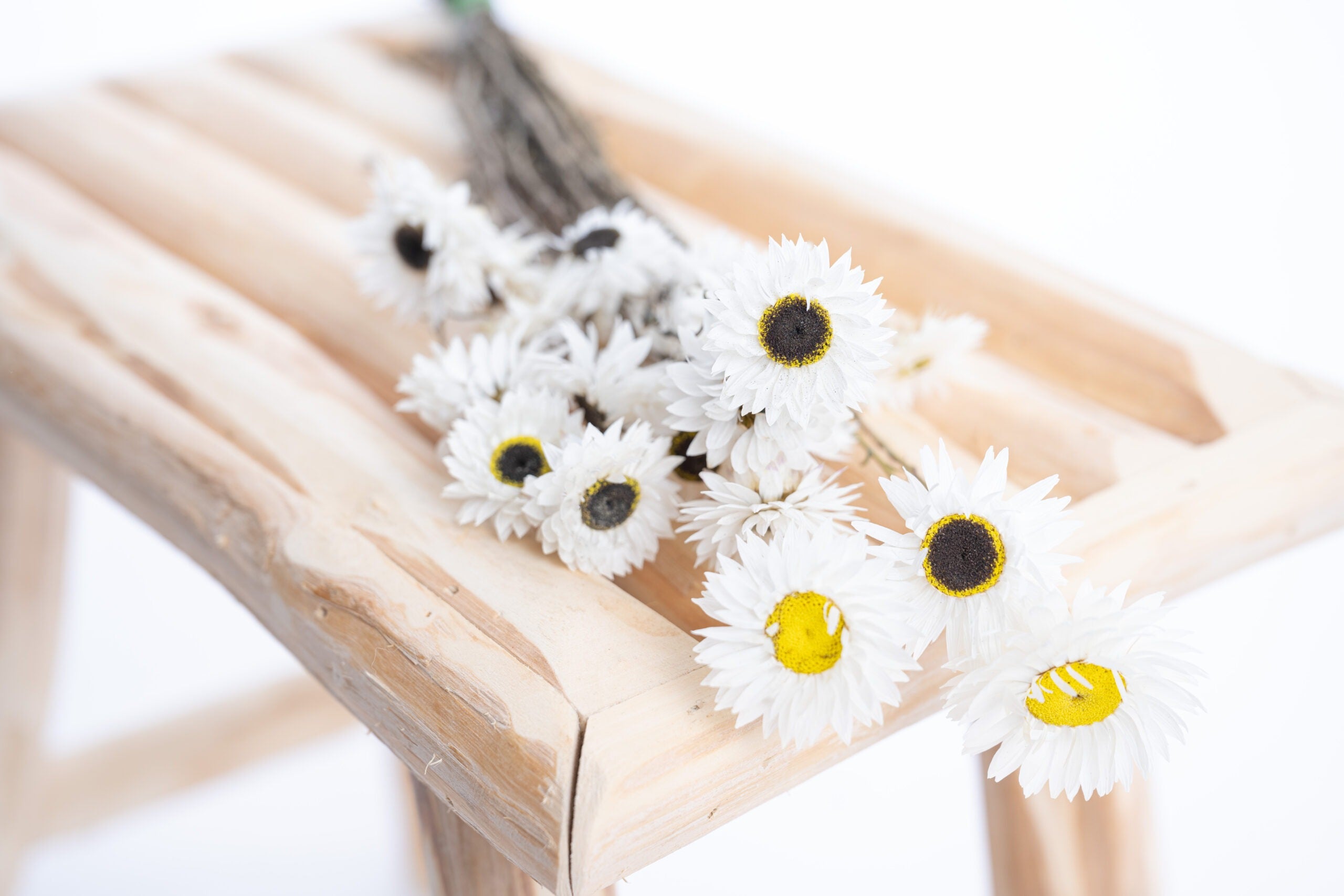 Fleurs séchées bio acroclinium blanc producteur français