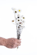 Acroclinium blanc séché bio en botte, fleurs naturelles françaises