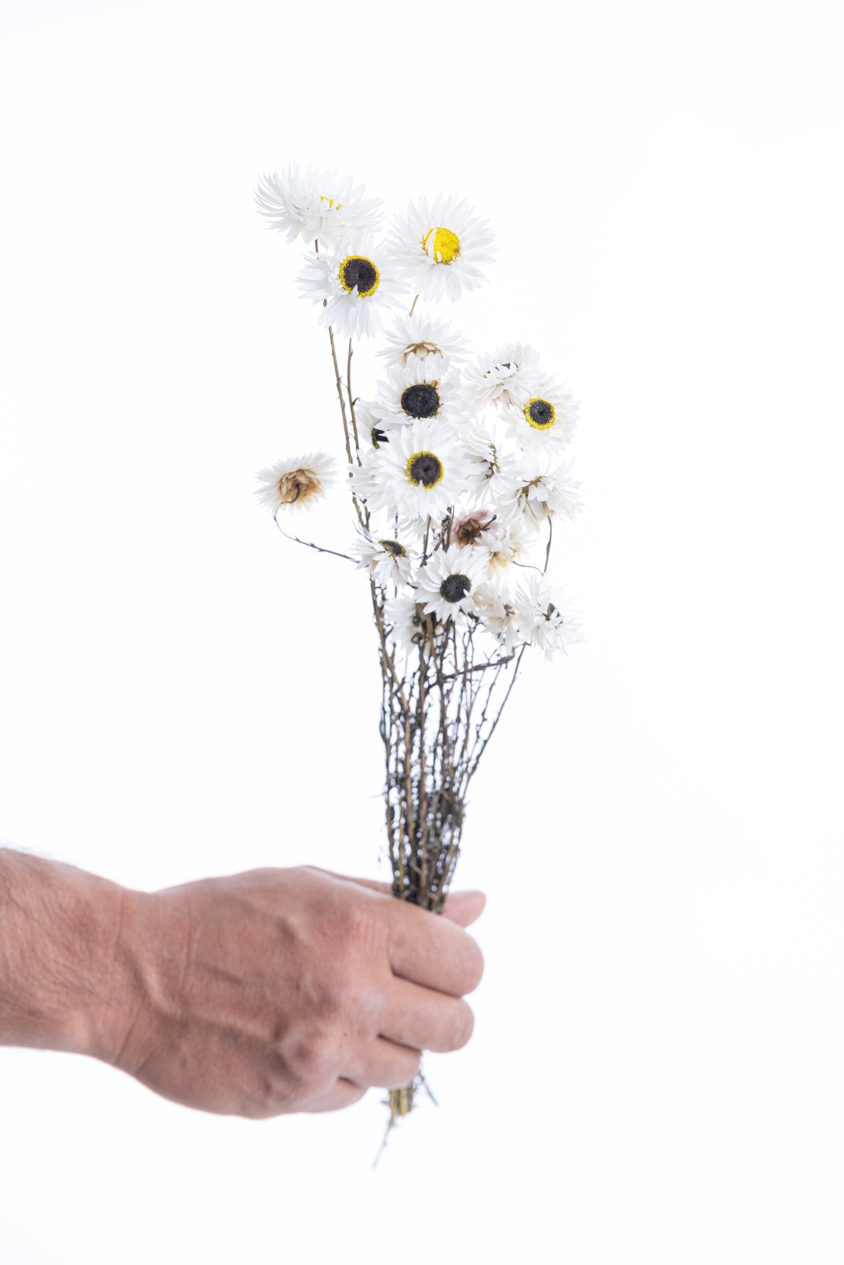 Acroclinium blanc séché bio en botte, fleurs naturelles françaises