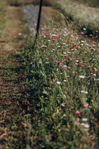 Acroclinium séché bio cultivé en France en vrac