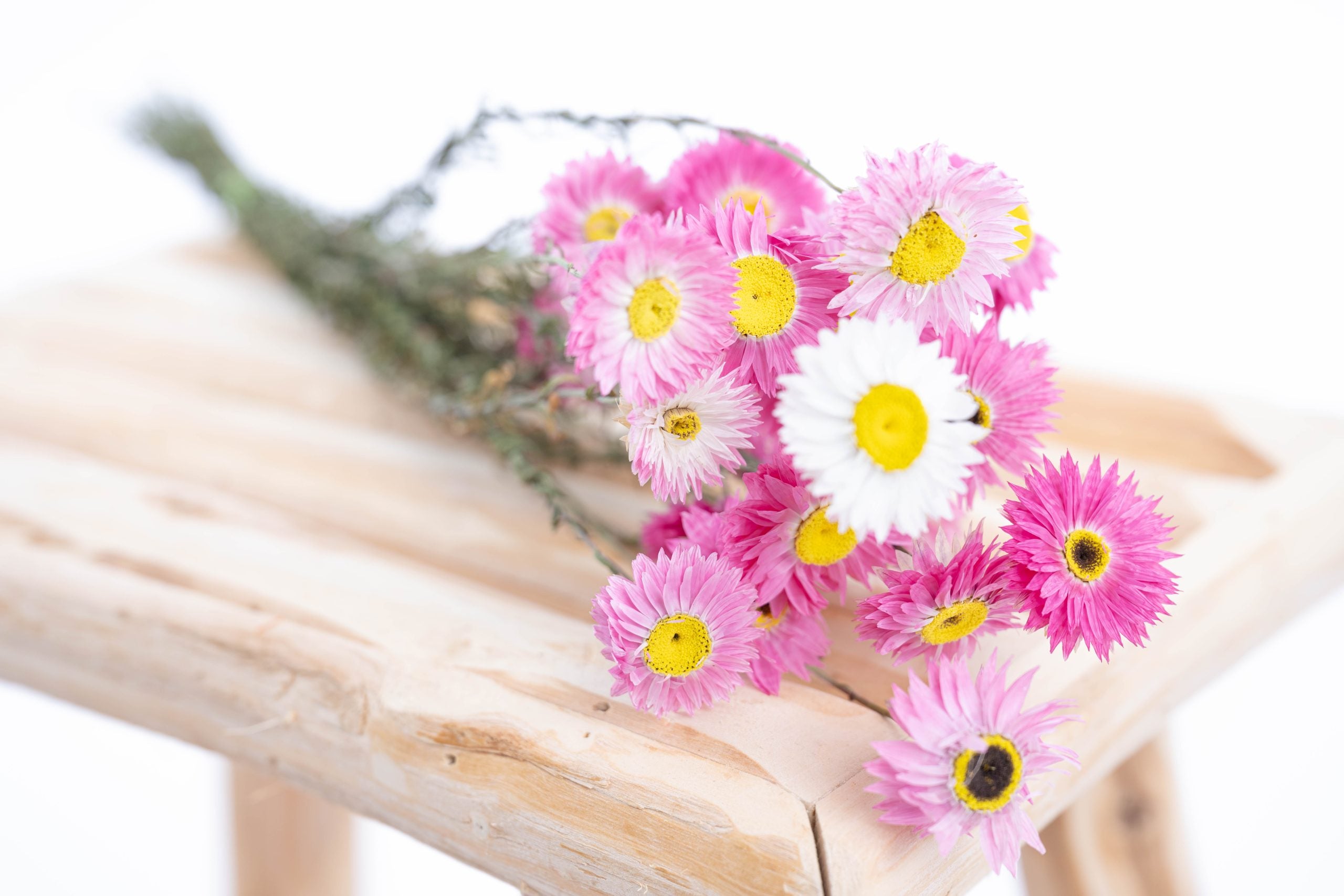 Acroclinium bio séché en vrac pour compositions florales