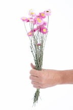 Botte d’acroclinium séché bio cultivé en France