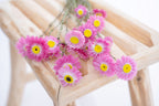 Acroclinium – Fleur séchée naturelle et bio