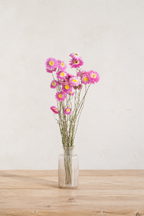 Botte d'acroclinium rose séchée dans un vase en verre sur une table en bois clair, cultivée en France par Terralya.
