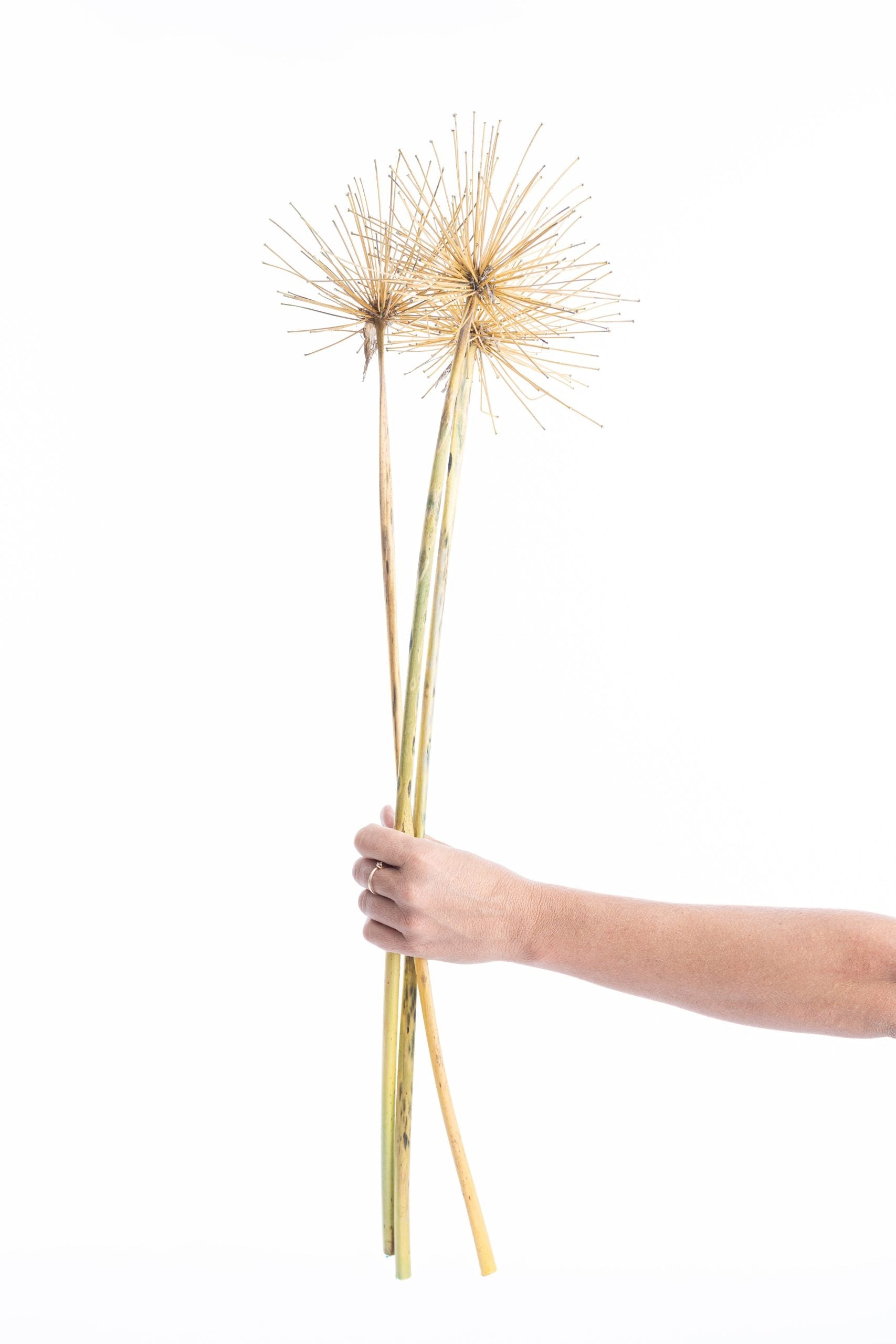 Agapanthe bio séchée en vrac pour compositions florales