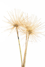 Agapanthe bio séchée pour fleuristerie et grossistes