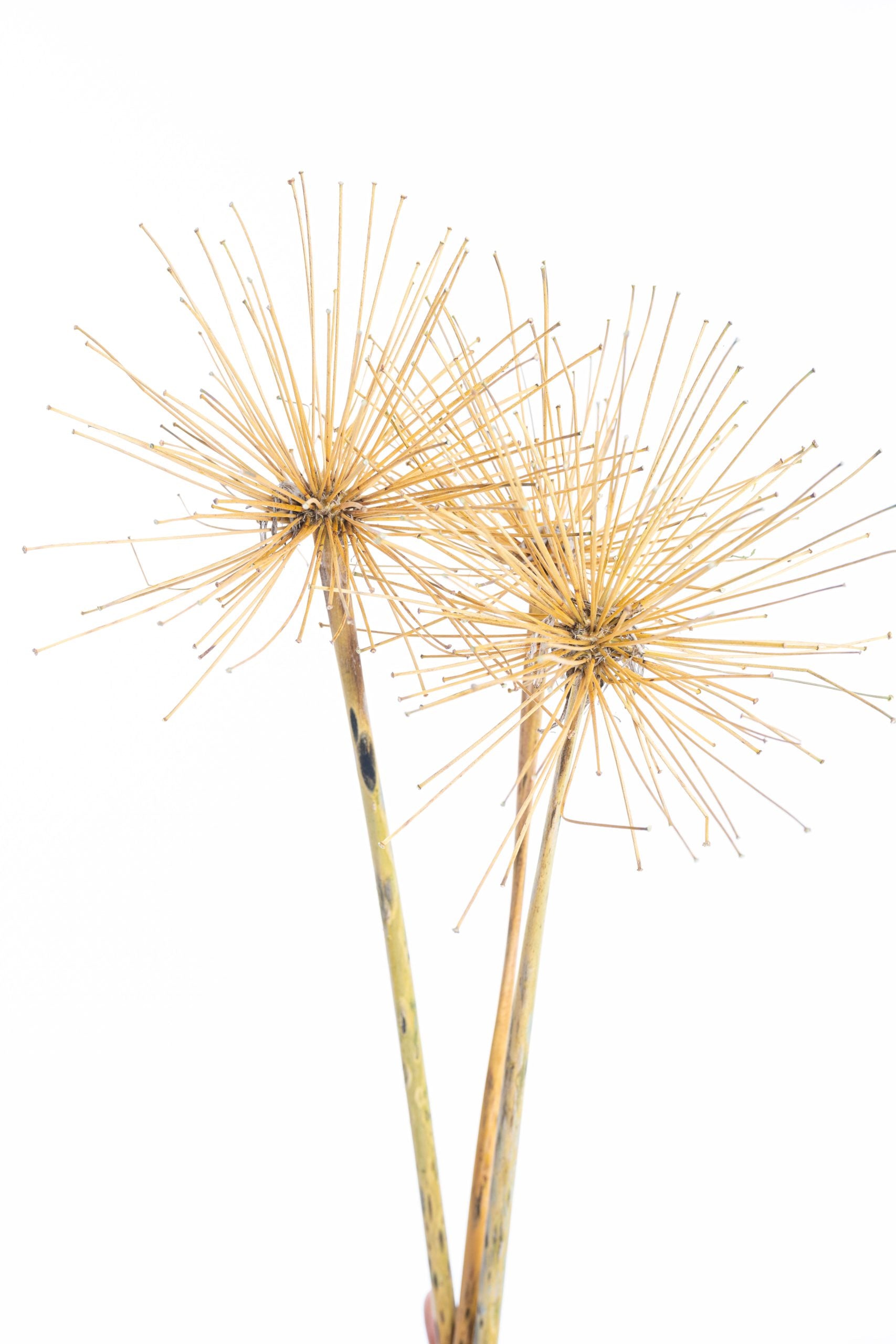 Agapanthe bio séchée pour fleuristerie et grossistes