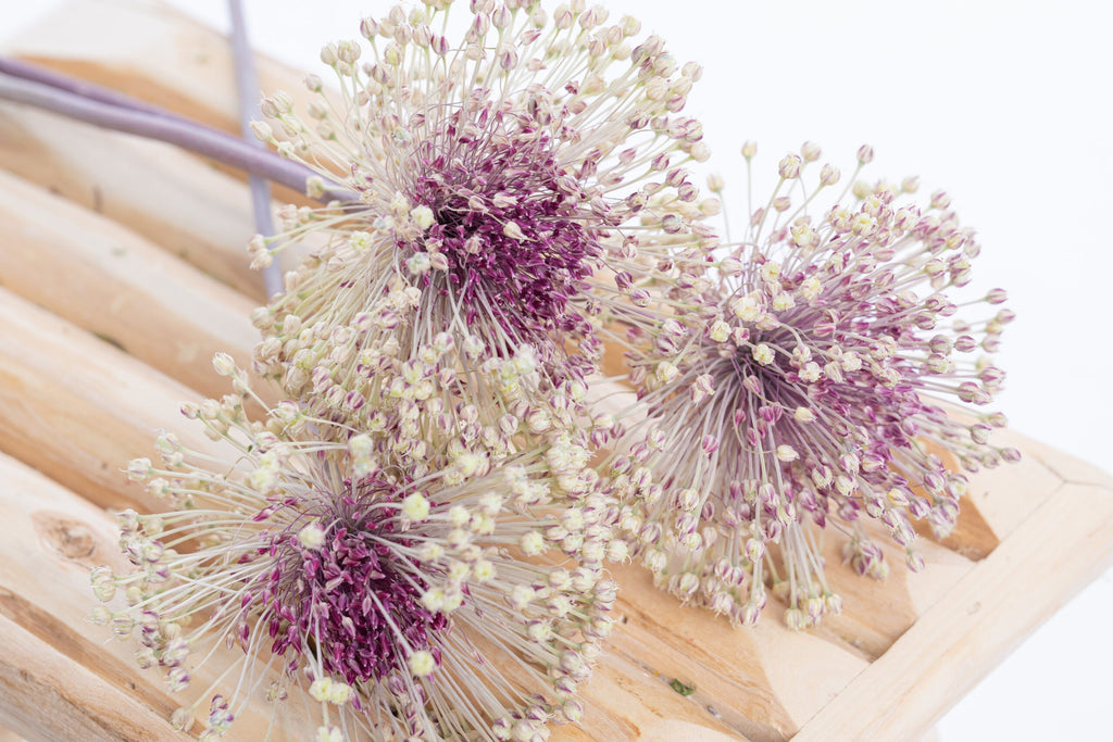 Allium séché bio en botte, fleurs naturelles françaises