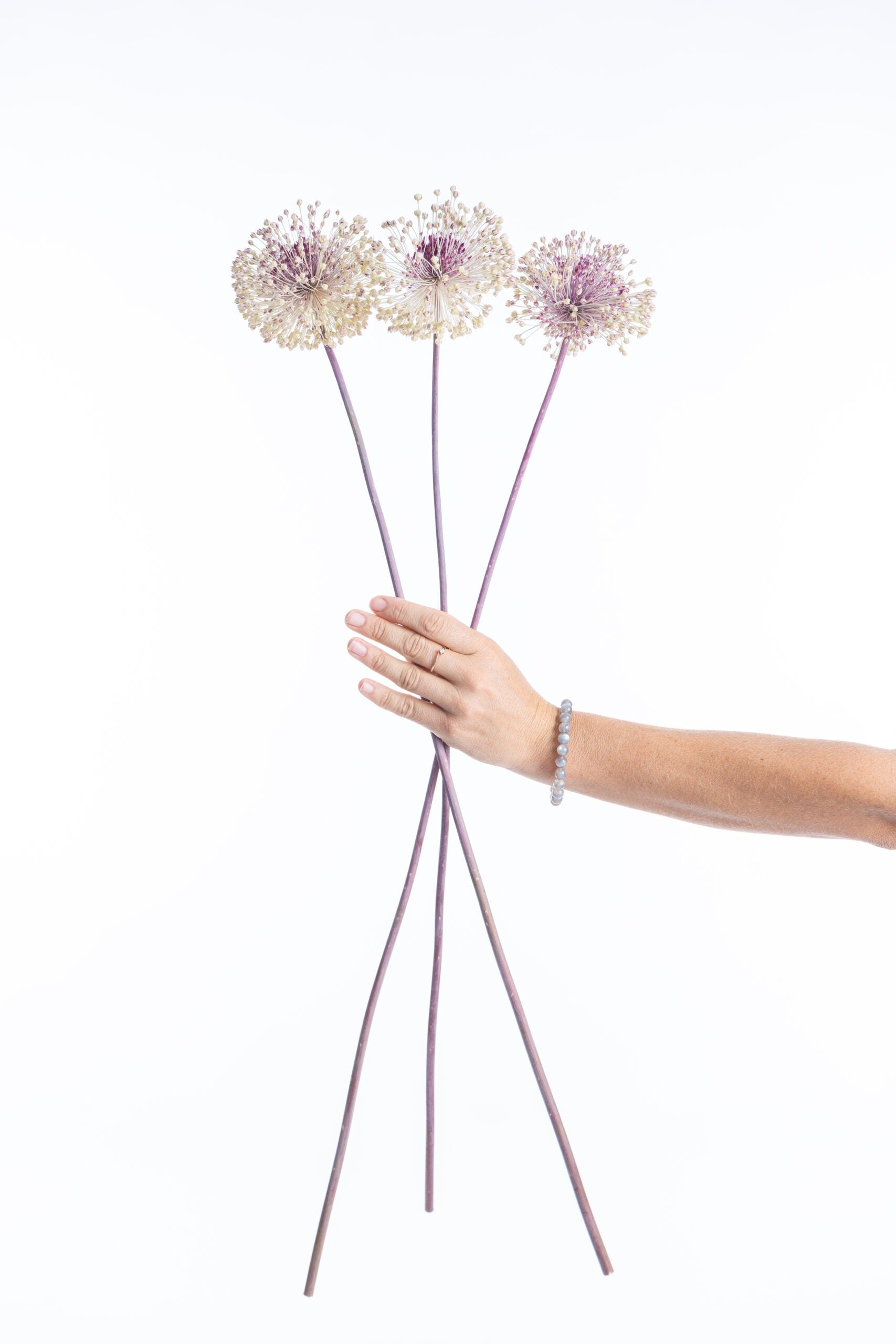 Fleurs séchées allium bio de producteur français