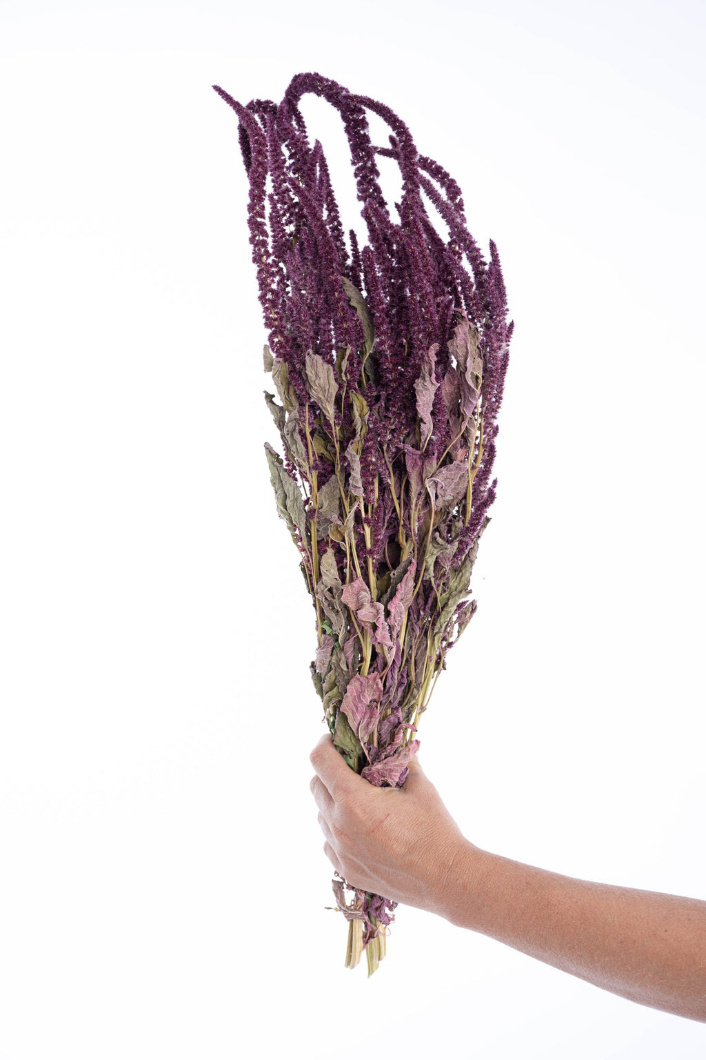 Botte d’amarante séchée bio cultivée en France