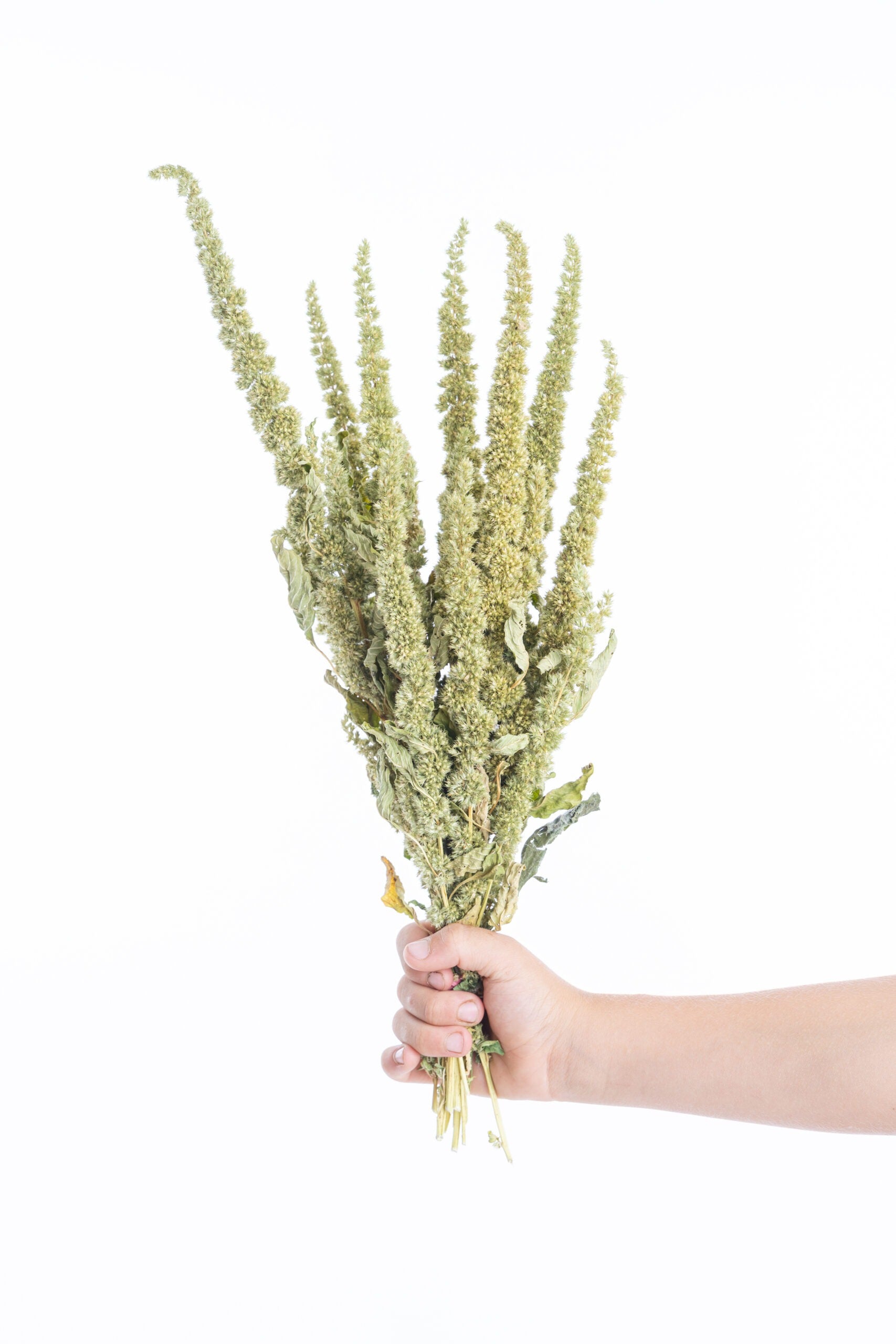 Amarante verte séchée bio, fleurs françaises naturelles