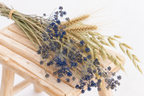 Détail des textures de l’ammi bleu, du blé et de l’avoine séchés cultivés en France