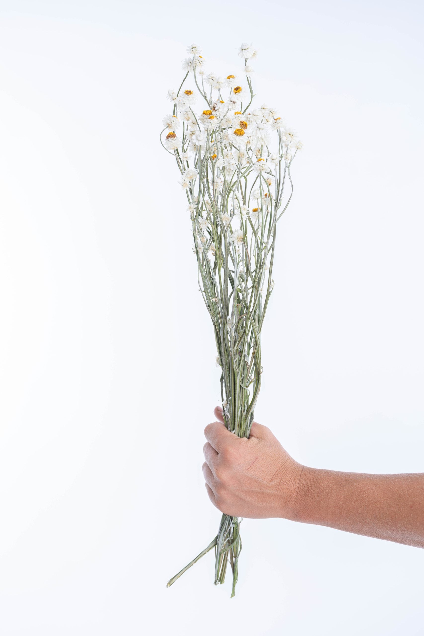 Ammobium – Fleur séchée naturelle et bio