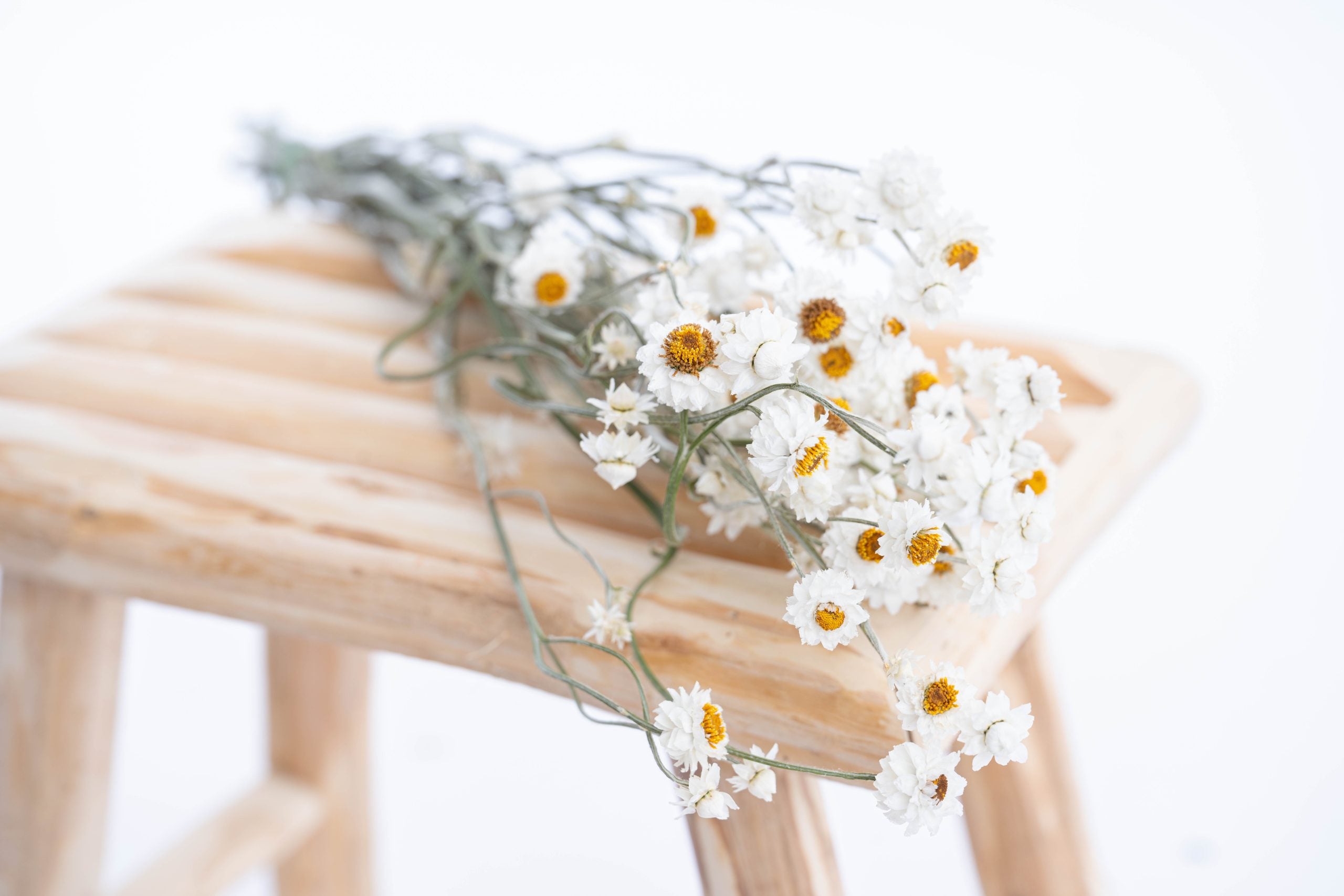 Ammobium séché bio cultivé en France en vrac