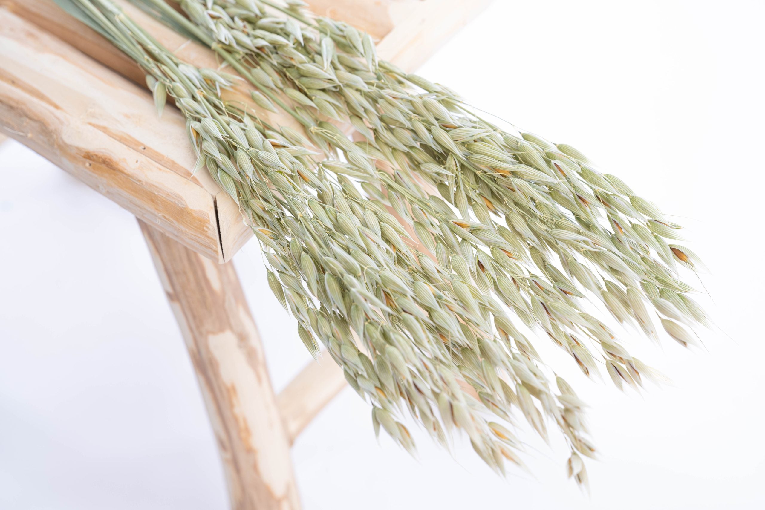 Avoine bio séchée pour fleuristerie et grossistes