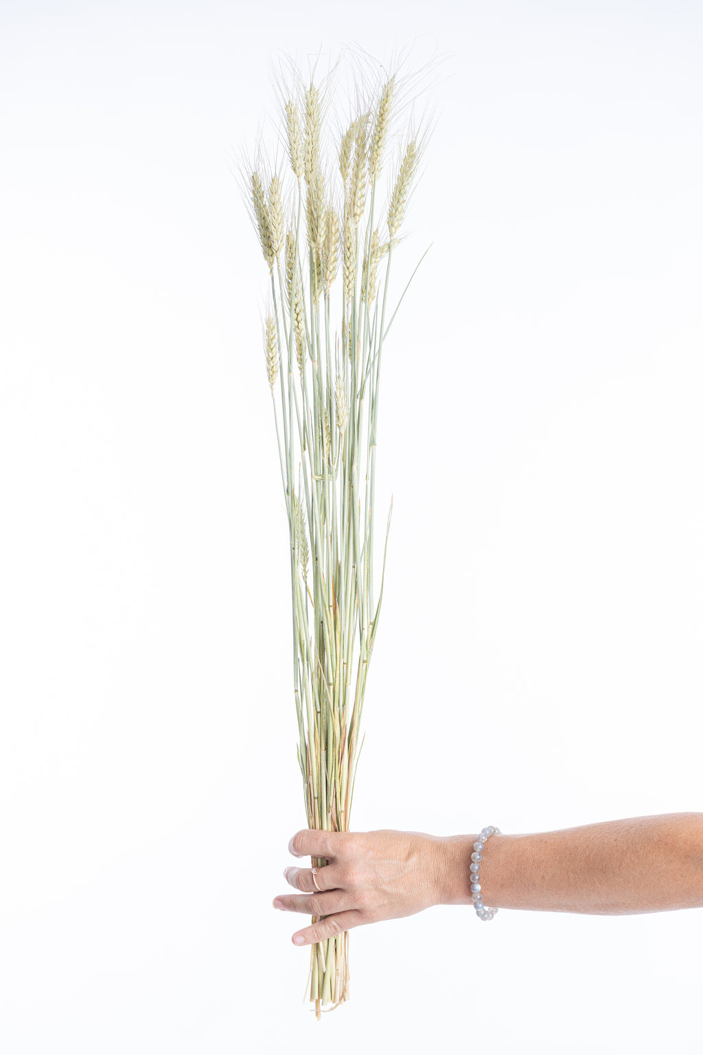 Botte de blé séché naturel tenue en main – fleurs séchées bio françaises Terralya