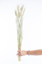 Botte de blé séché naturel tenue en main – fleurs séchées bio françaises Terralya
