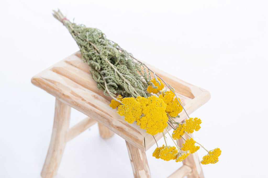Botte complète d’achillée jaune séchée française composée de huit tiges, cultivée et séchée naturellement à la ferme Terralya dans le Gers.