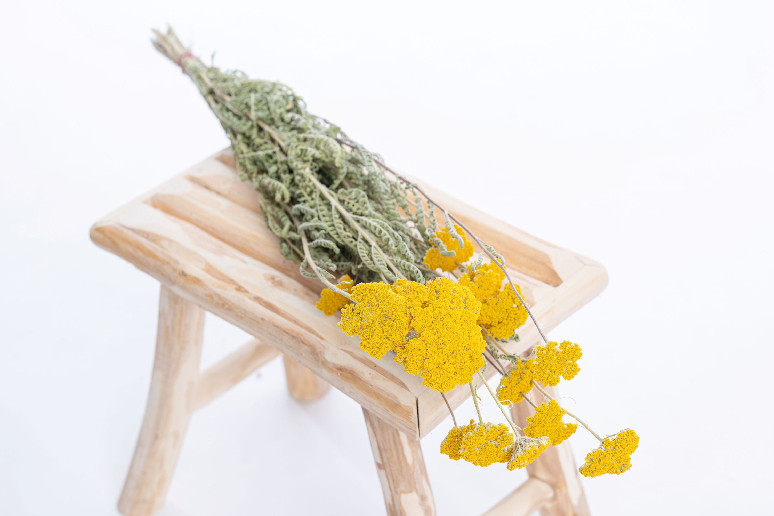 Botte complète d’achillée jaune séchée française composée de huit tiges, cultivée et séchée naturellement à la ferme Terralya dans le Gers.